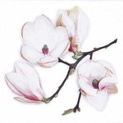 White Magnolia white
